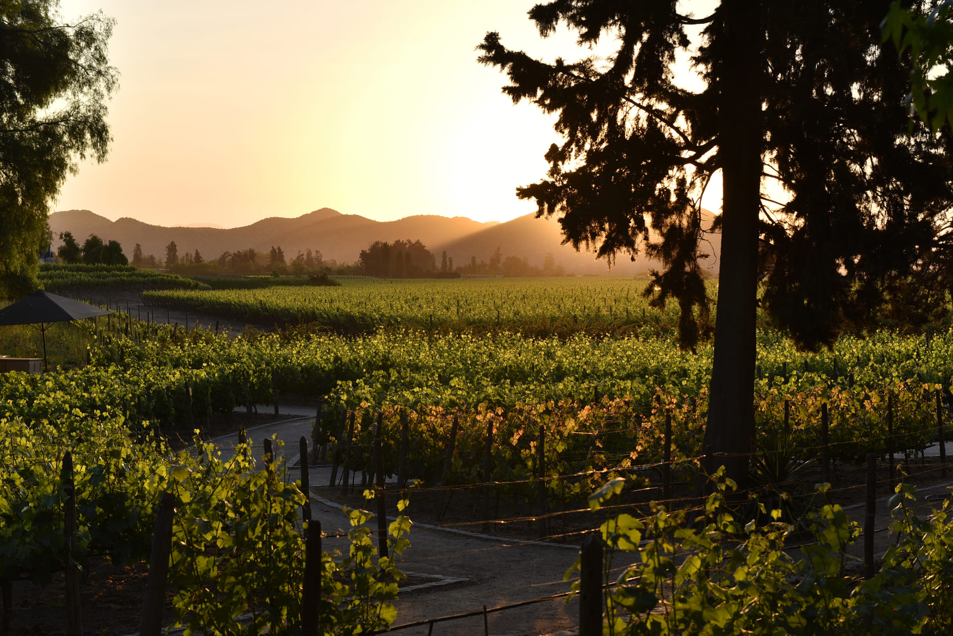 Mesón de degustación